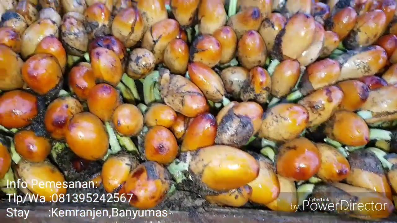 Cara Penyemaian Biji Durian (Pembuatan Sedling Detile)