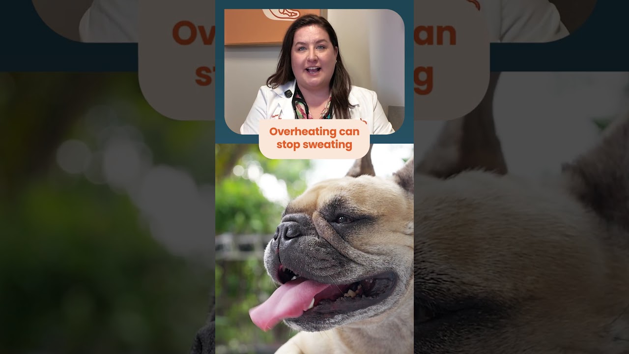 What are the signs you are overheating? Tips from a real doctor