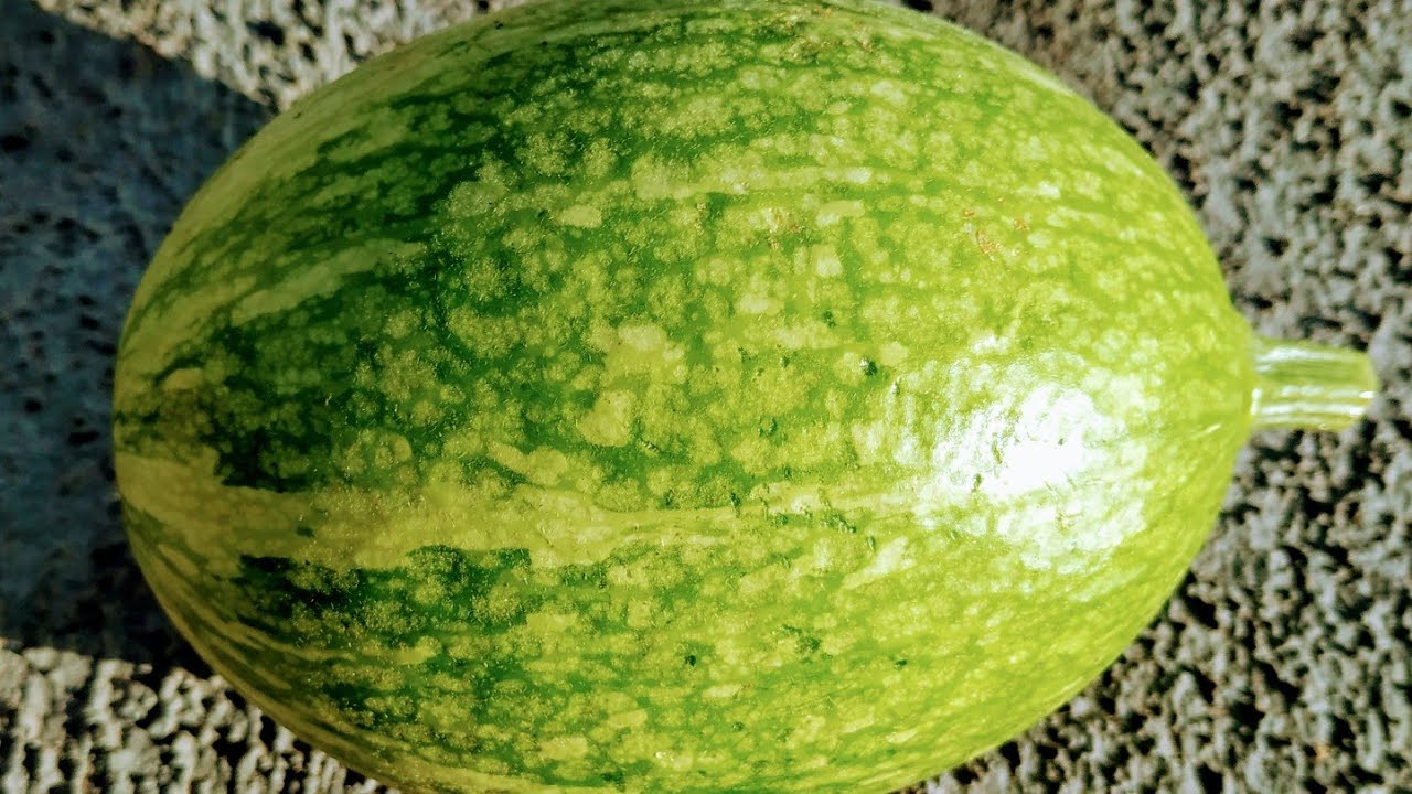 Fig-Leaf Gourd (Cucurbita ficifolia)
