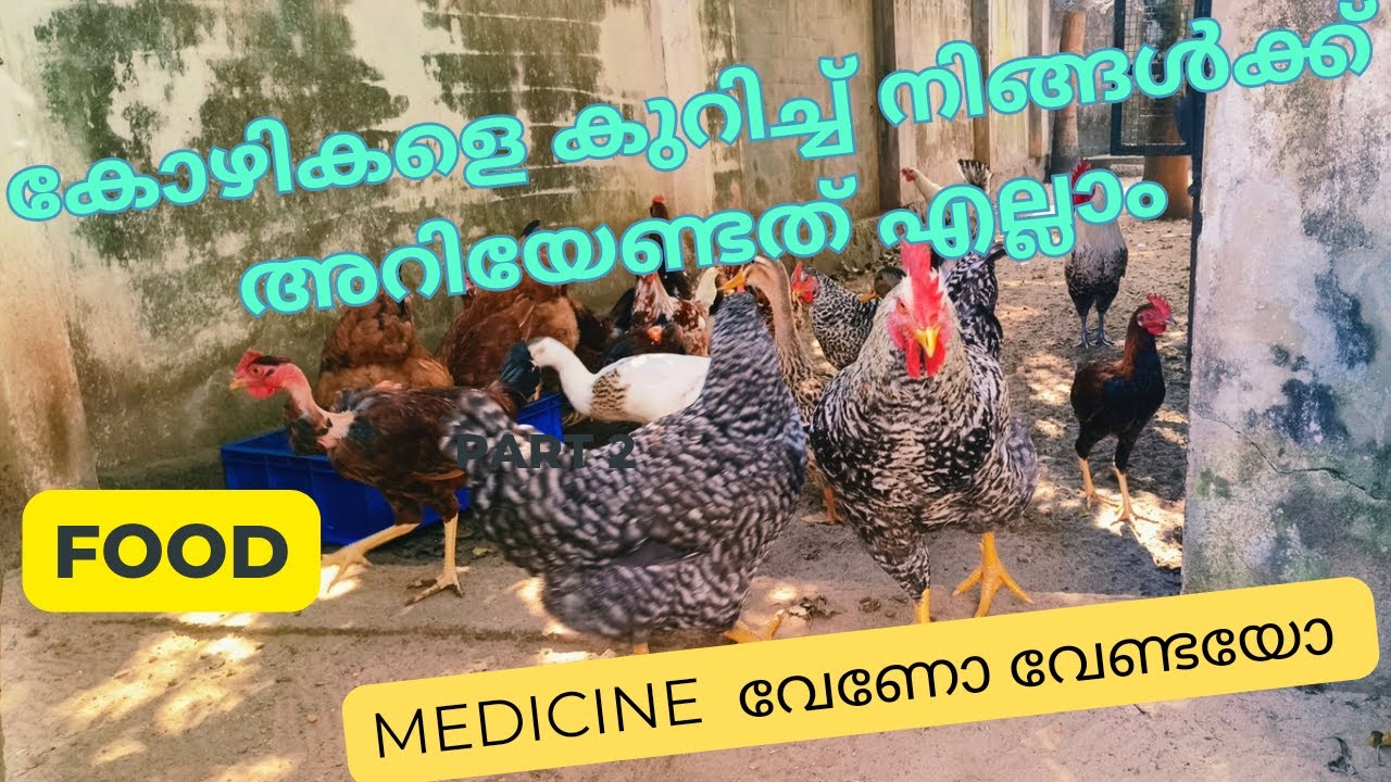ചിലവ്കുറഞ്ഞ രീതിയിൽ കോഴിവളർത്താം||വീട്ടിൽ നാടൻകോഴികളെ ഇങ്ങനെ വളർത്തിയാൽ കൂടുതൽമുട്ടയും കുറഞ്ഞചിലവും