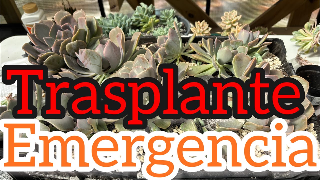 Maratón de trasplante Dia 1#plants #suculentas #plantas #indoorplantpot #sucus #jardin#garden 