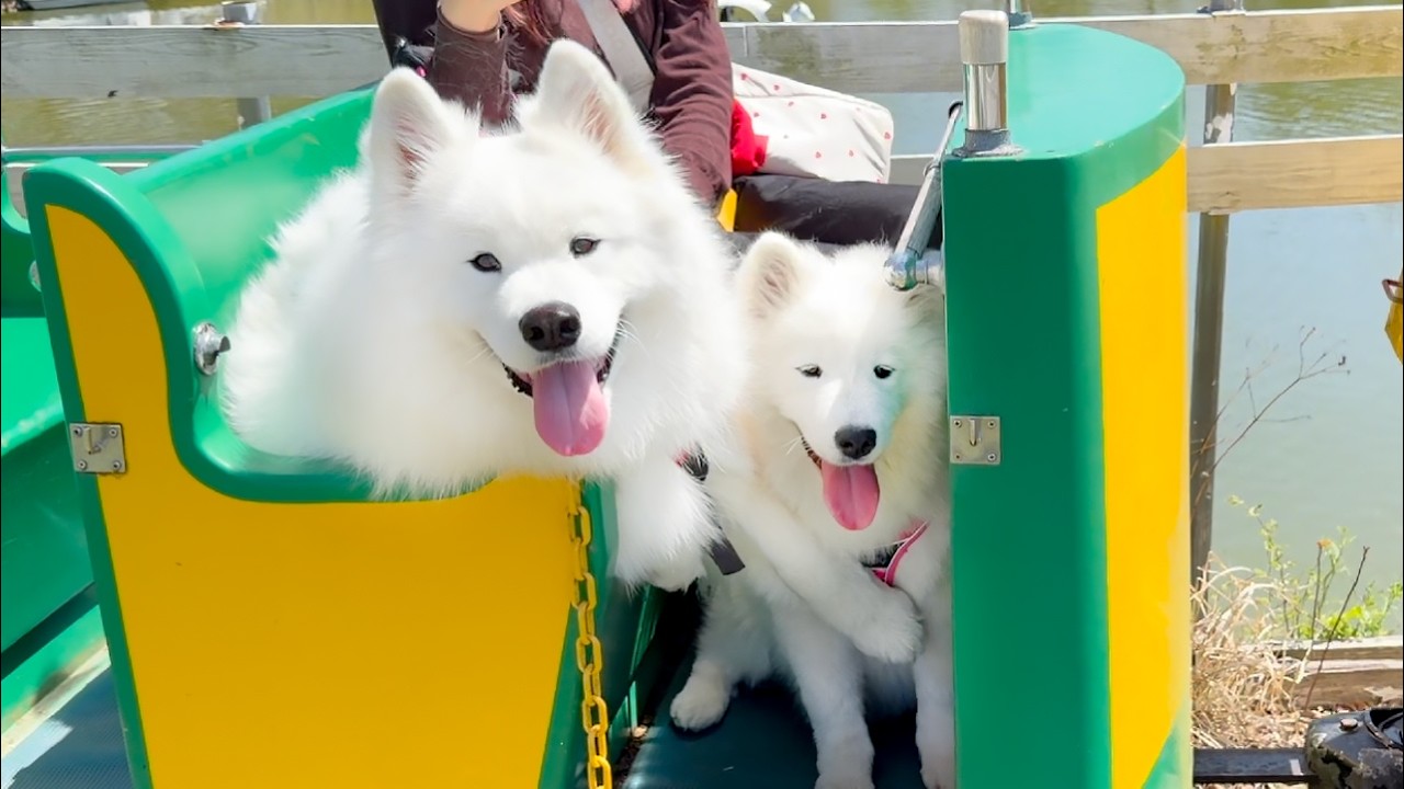 はじめての列車に戸惑いつつ終点では笑顔になる犬たちが子どものようで可愛すぎました！