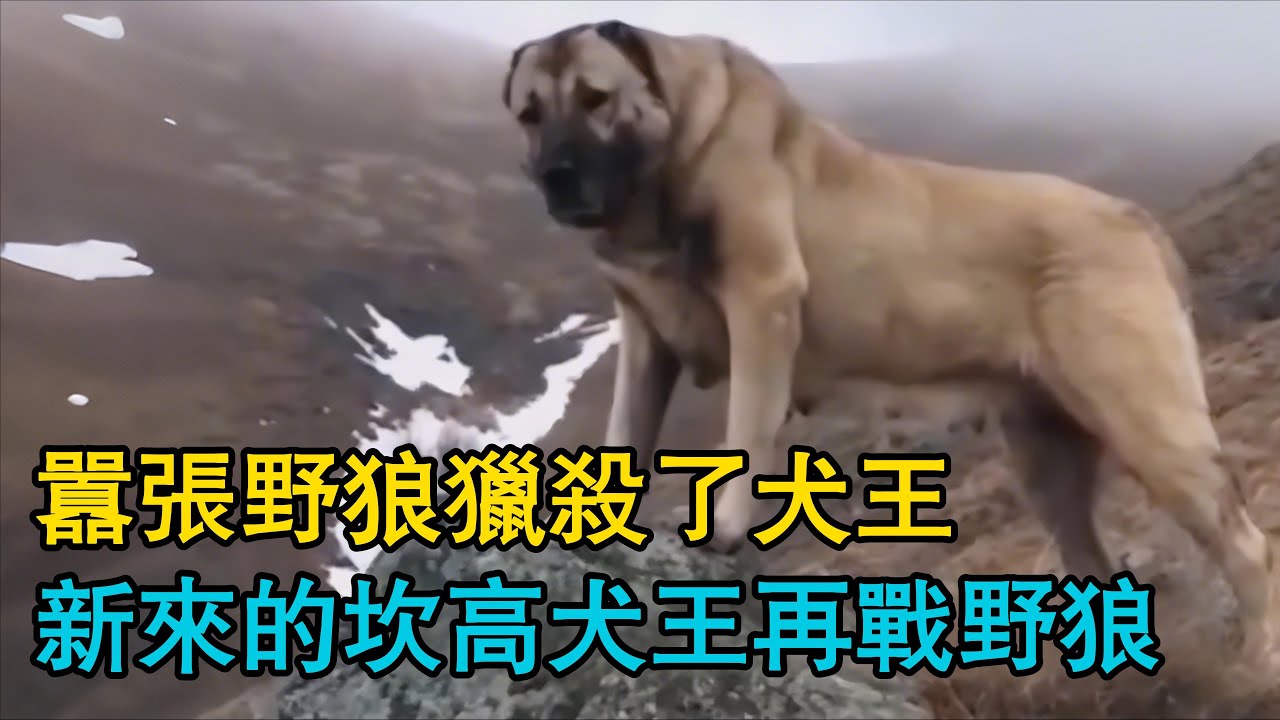 囂張野狼獵殺了犬王，新來的坎高犬王再戰野狼！純正血脈的坎高犬有多厲害？狼群襲擊羊群，被砍高犬成功拿下！狼群時隔一年後的復仇！