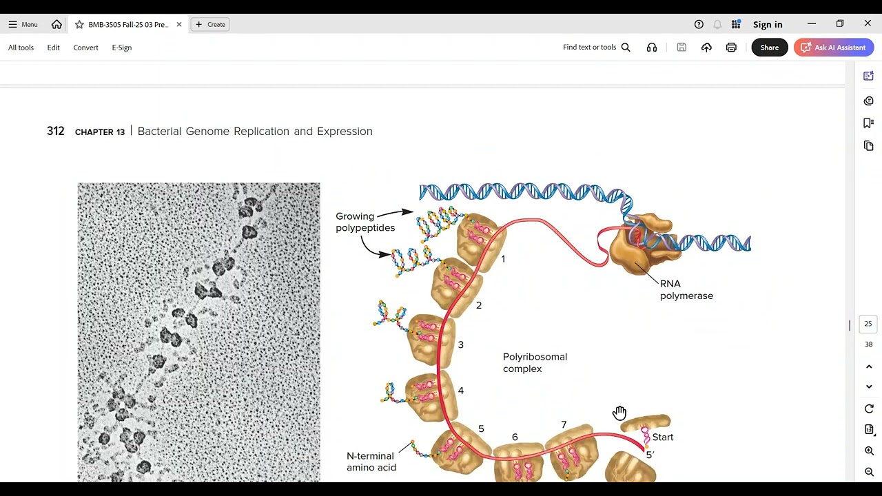Translation in Bacteria | BMB-3505 Fall-25 20-01-2026
