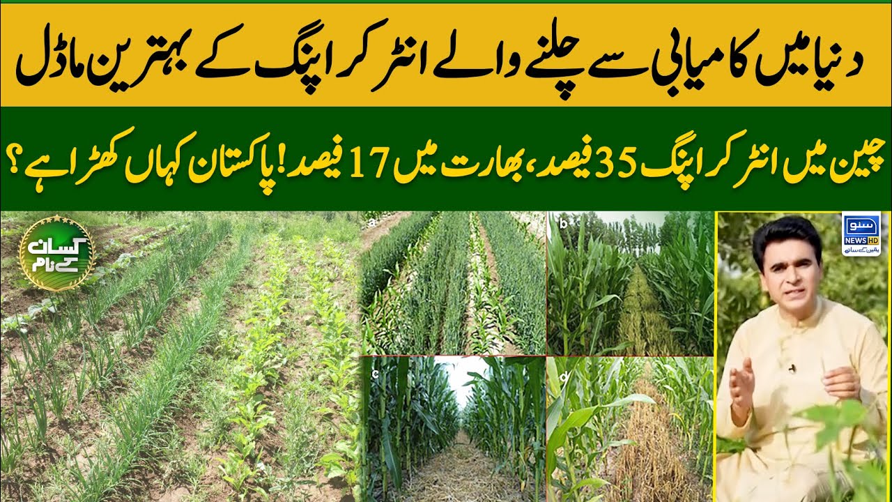 Pakistan rank in top intercropping countries of the world | Best model for crop cultivation | EP 33
