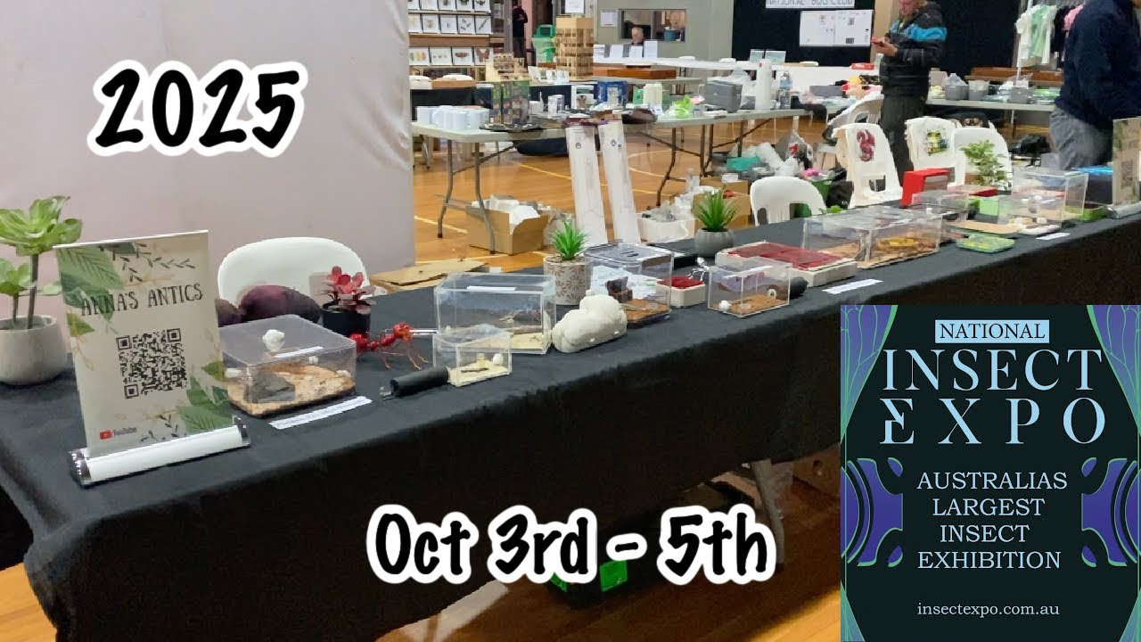Insect Expo 2025 || Anna's Antics