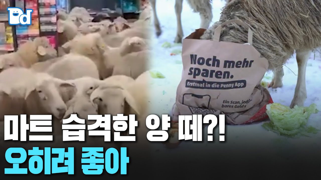 양떼들의 (마트) 습격 [잠못세]
