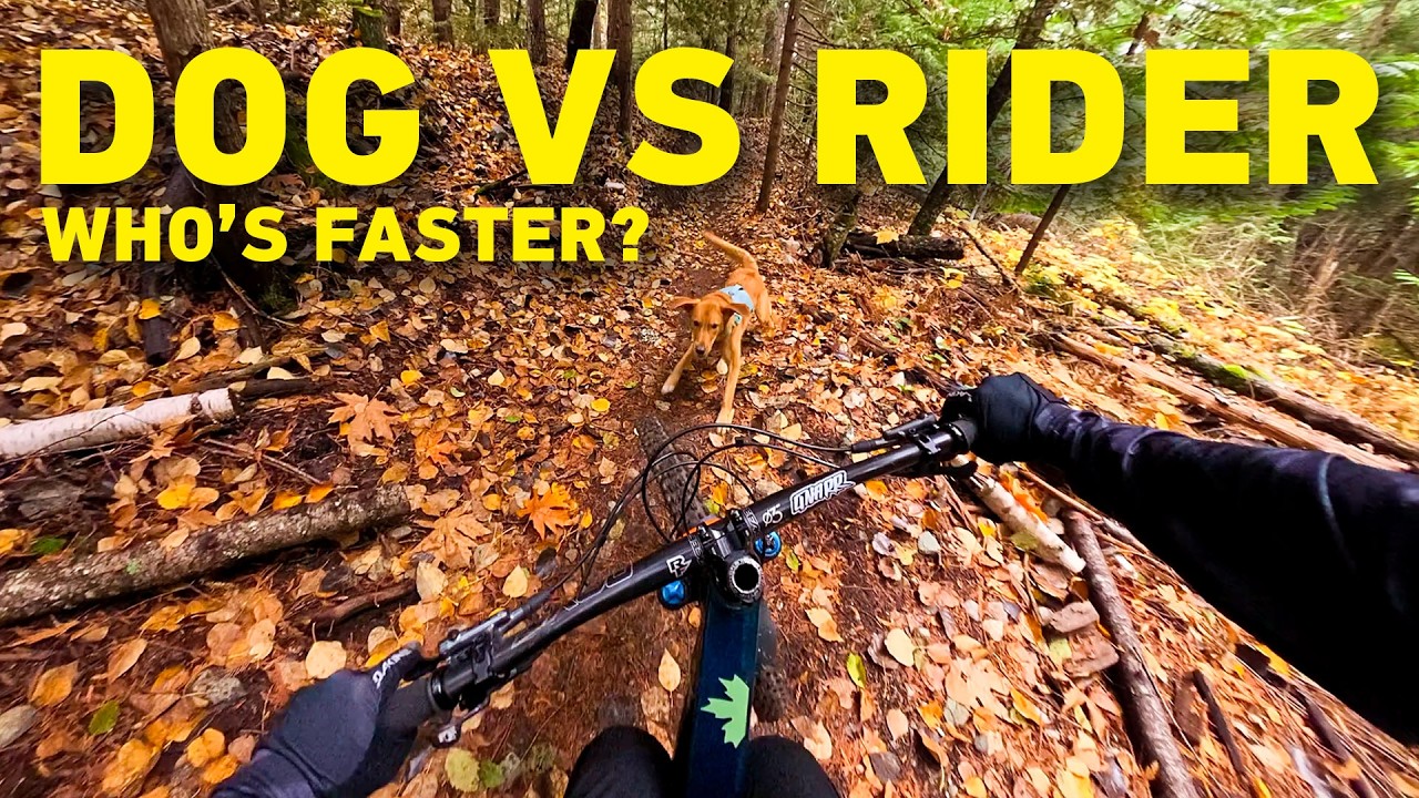 GoPro: Собака против наездника &mdash; кто быстрее?