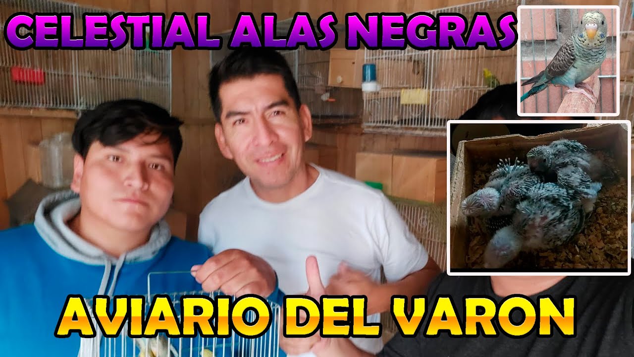 VISITANDO EL AVIARIO DEL VARON, PERIQUITOS CELESTIALES ALAS NEGRAS Y MAS #11 😎😎😎