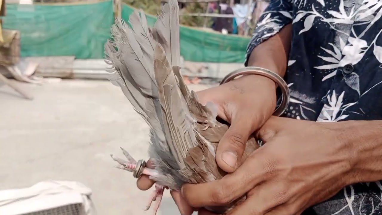 ফুলশিরা লালের জোরা কালদোমা#pigeonlover #kabootar 🥰🥰🥰🥰