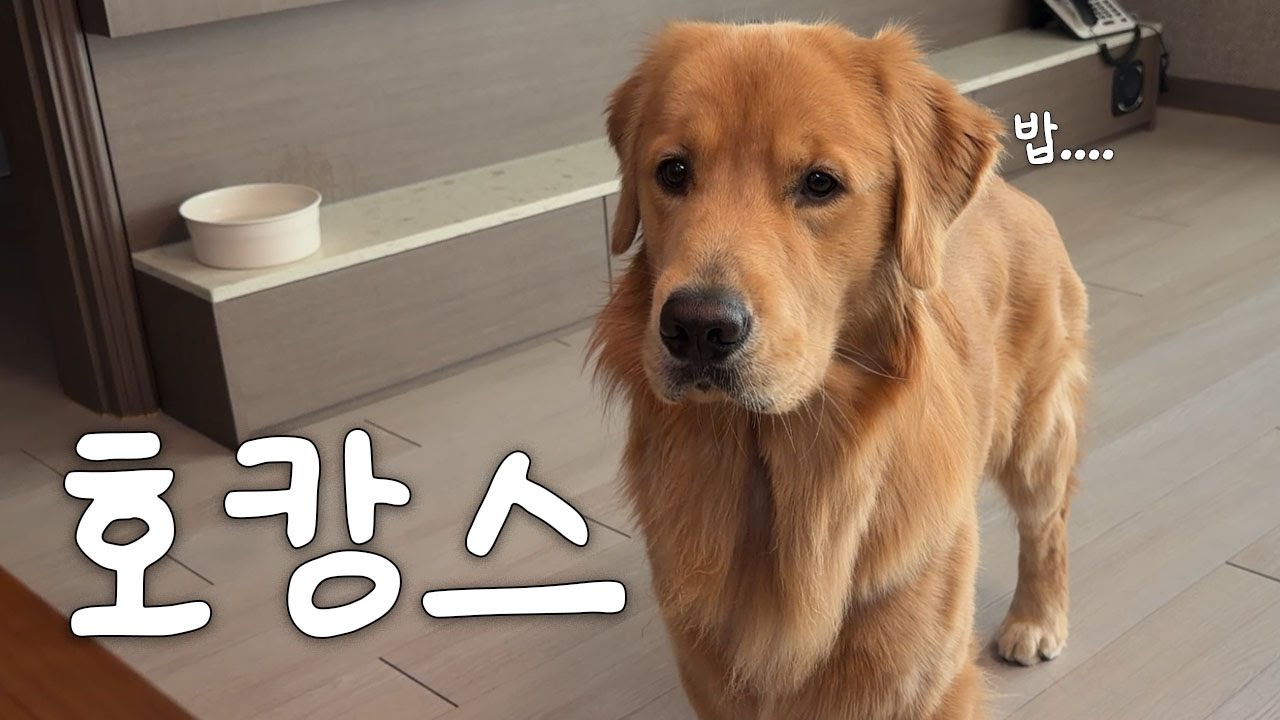 골댕이가 끝내주게 가을을 즐기는 방법 (골든리트리버 우디)