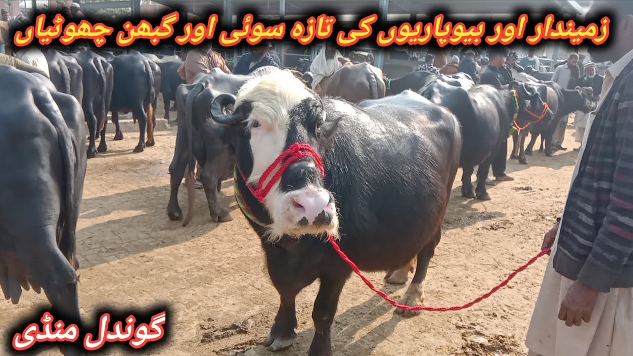 Beautiful Murrah Pregnant And Milking Nili Ravi Buffaloes For Sale At Gondal Maweshi Mandi 