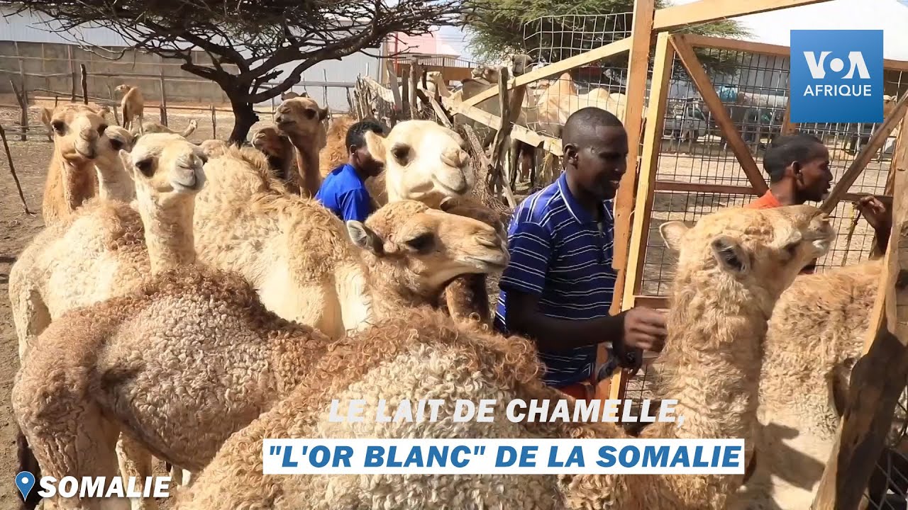 Le lait de chamelle, 