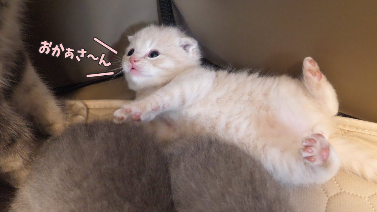 ヘソ天でママ猫を呼ぶ子猫がかわいすぎた…スコティッシュフォールドつむの子猫の成長記録…kitten and knee