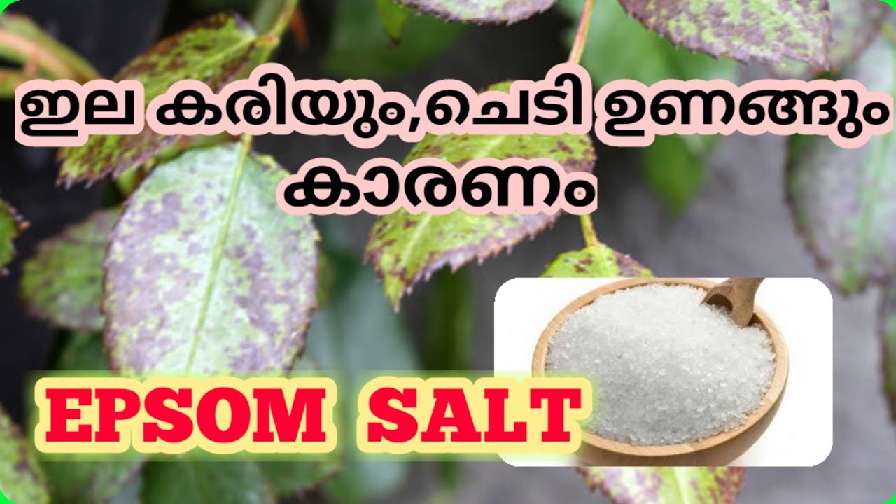 എപ്സം സാൾട്ട് ഉപയോഗിക്കുമ്പോൾ ശ്രദ്ധിക്കേണ്ട കാര്യങ്ങൾ | Benefits And Side Effects Of Epsom Salt