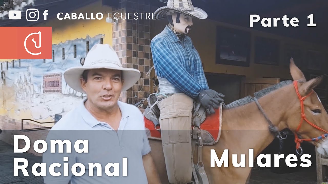 Doma Racional en MULAR - Descosquillar y desensibilizar - Pablo Saldarriaga PARTE 1