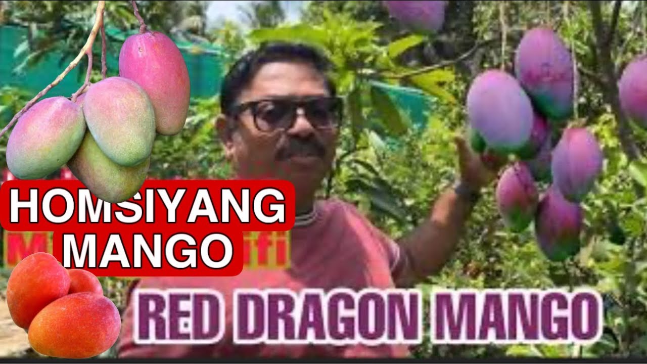 RED DRAGON MANGO REVIEW