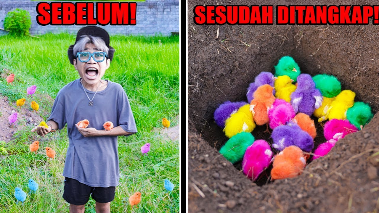 MENANGKAP ANAK AYAM WARNA WARNI LUCU, DIA KABUR DARI KANDANG!!! SEMUA TEAM PANIK!!!