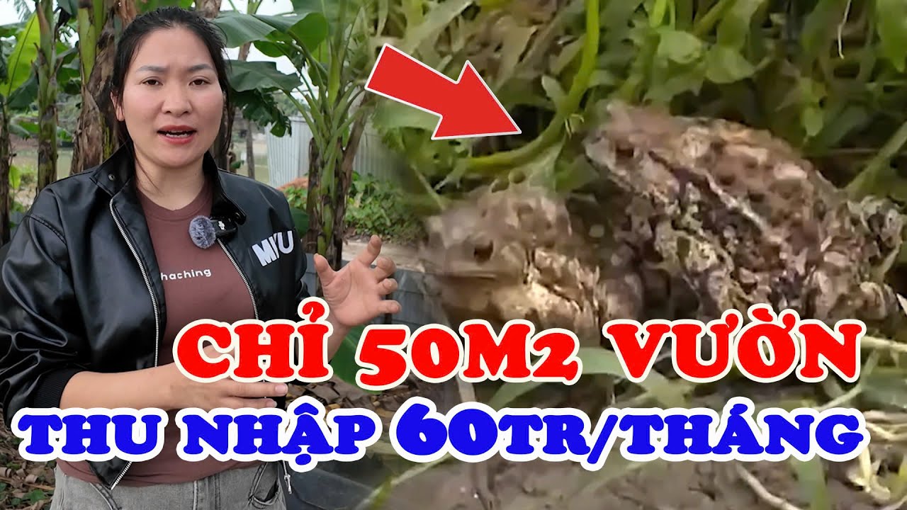 Chỉ 50m² vườn mà tạo ra 60 triệu/tháng? Nhờ nuôi Cóc Thái Lan