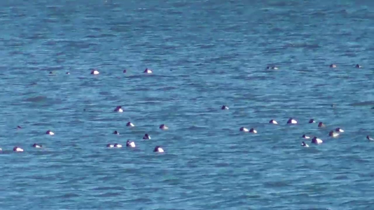 日の出三番瀬沿い緑道から遠くに見えたスズガモの群れ２