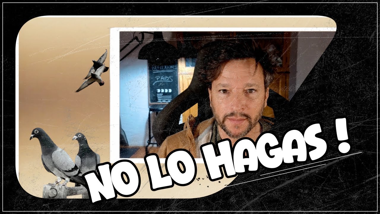 ⚠️ La peor decisión que puedes tomar: probar con una paloma perdida!