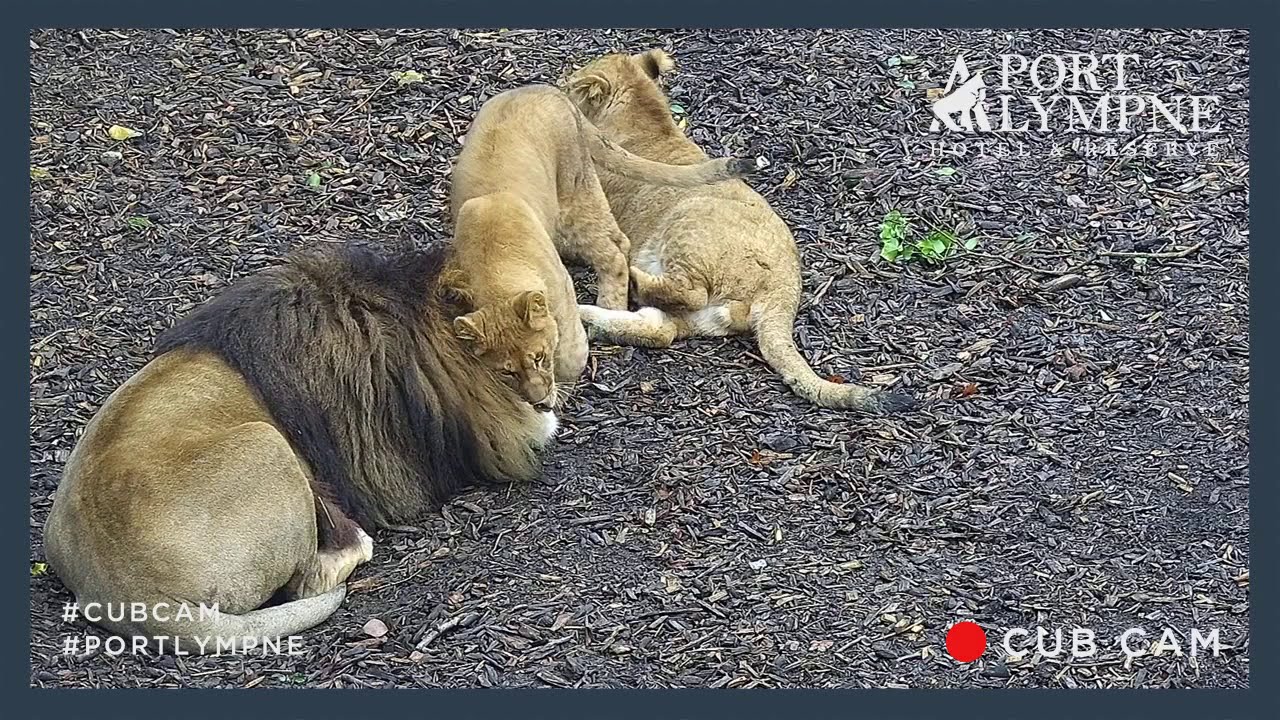 Lion Cub Cam Highlight | Hanging Out With Dad In 2020
