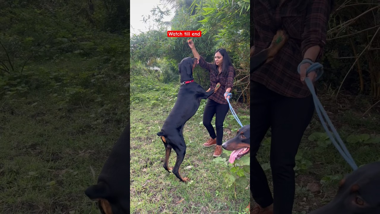 Doberman attack 