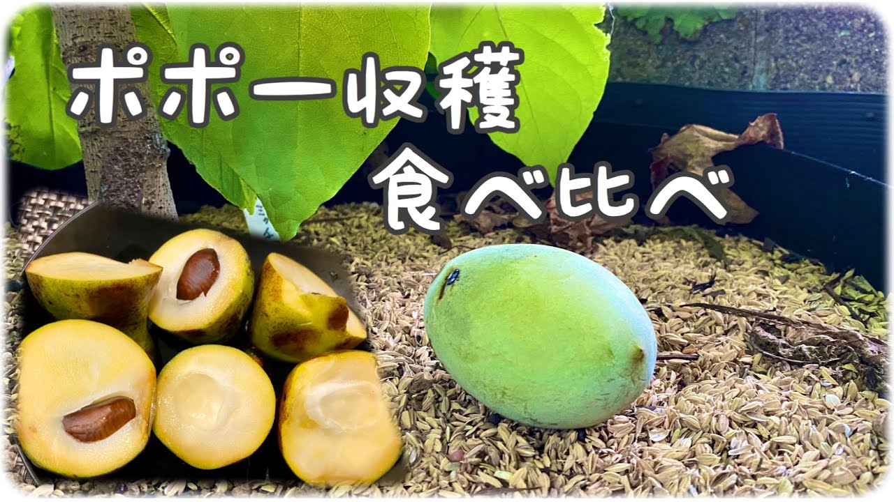 ポポーの収穫と食べ比べ4品種
