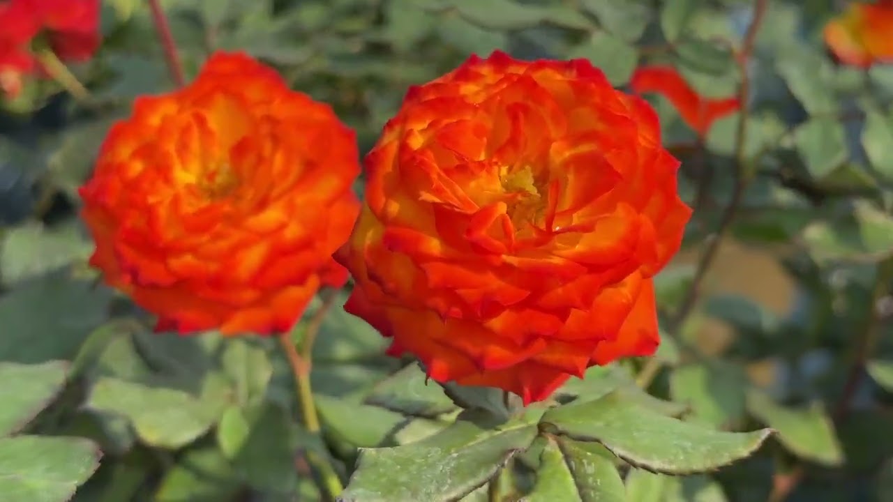 #rose#solaire#abracadabra#marcedes#charisma#parfait