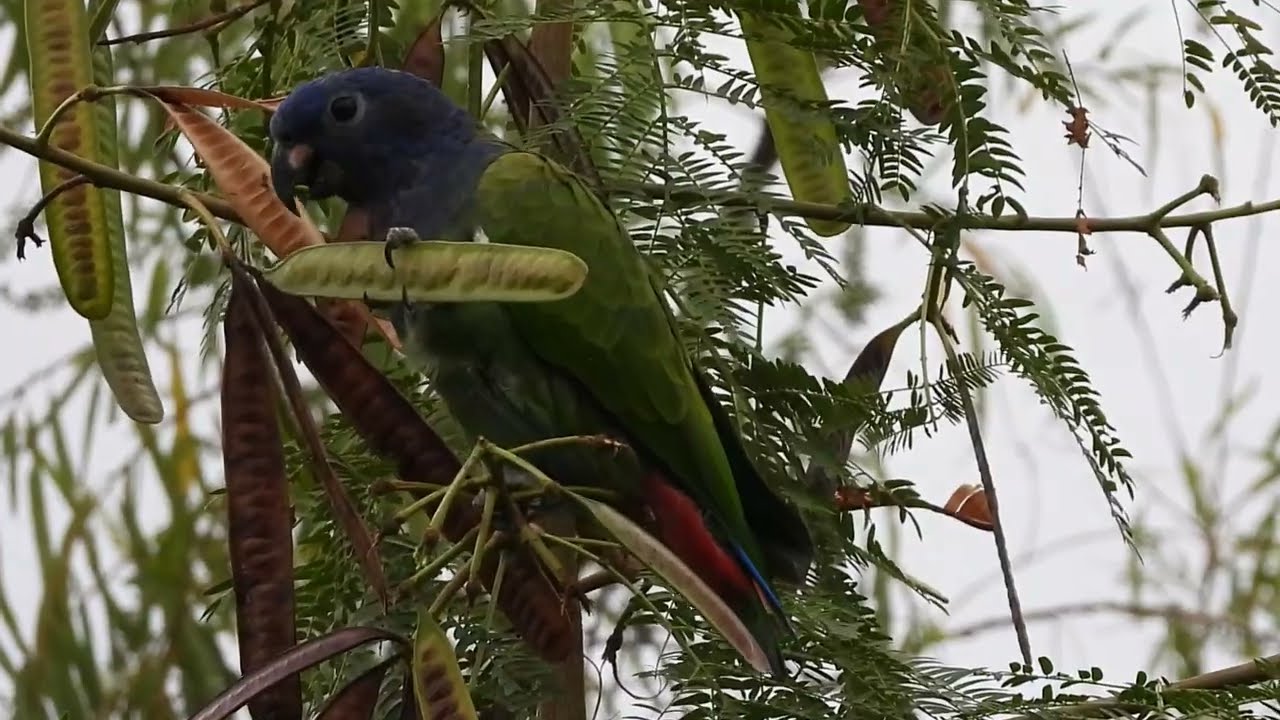 Pionus menstruus - Blue-headed Parrot - Cotorra Cheja alimentandose