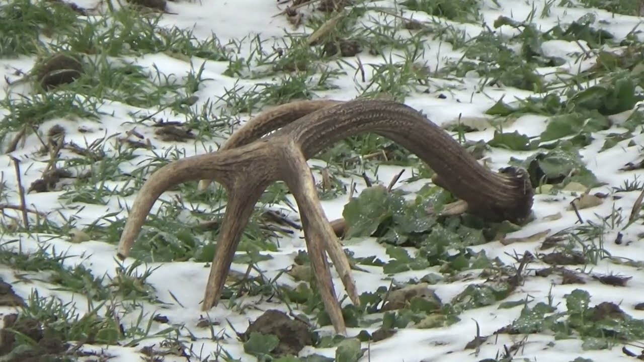 Zrzuty 2026 #1- Pierwszy świeży  14-stak o wadze 2,2 kg , znaleziony 07.02.2026