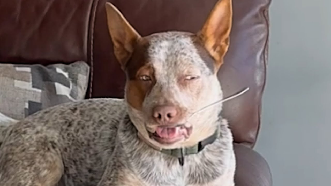 Dog has inexplicable obsession with object
