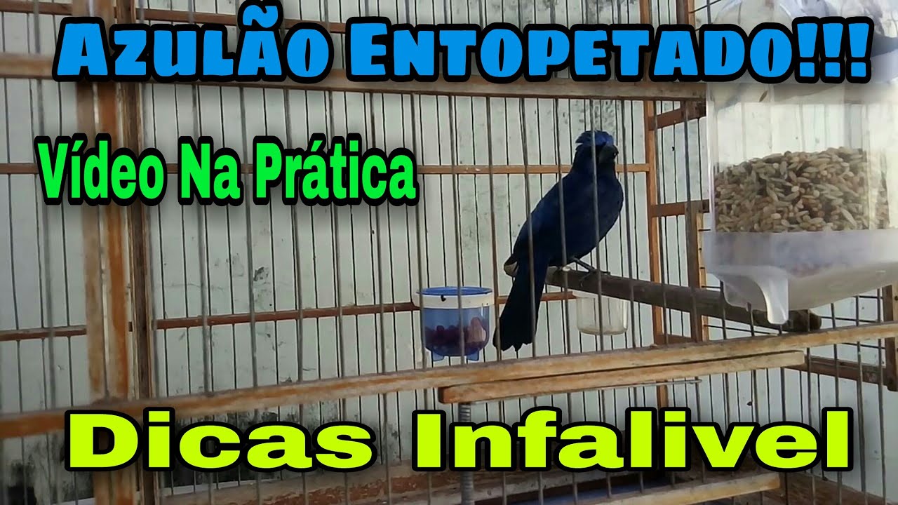 Como Resolver o Problema Com Azulão que Entopeta Para o Dono❓ / Vídeo na Prática, Aula 1
