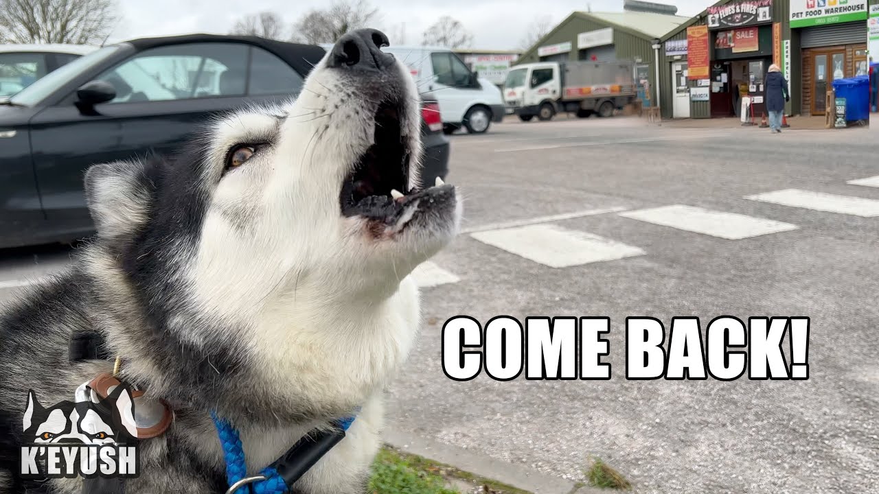 My Husky Cries When My Mum Walks Away!