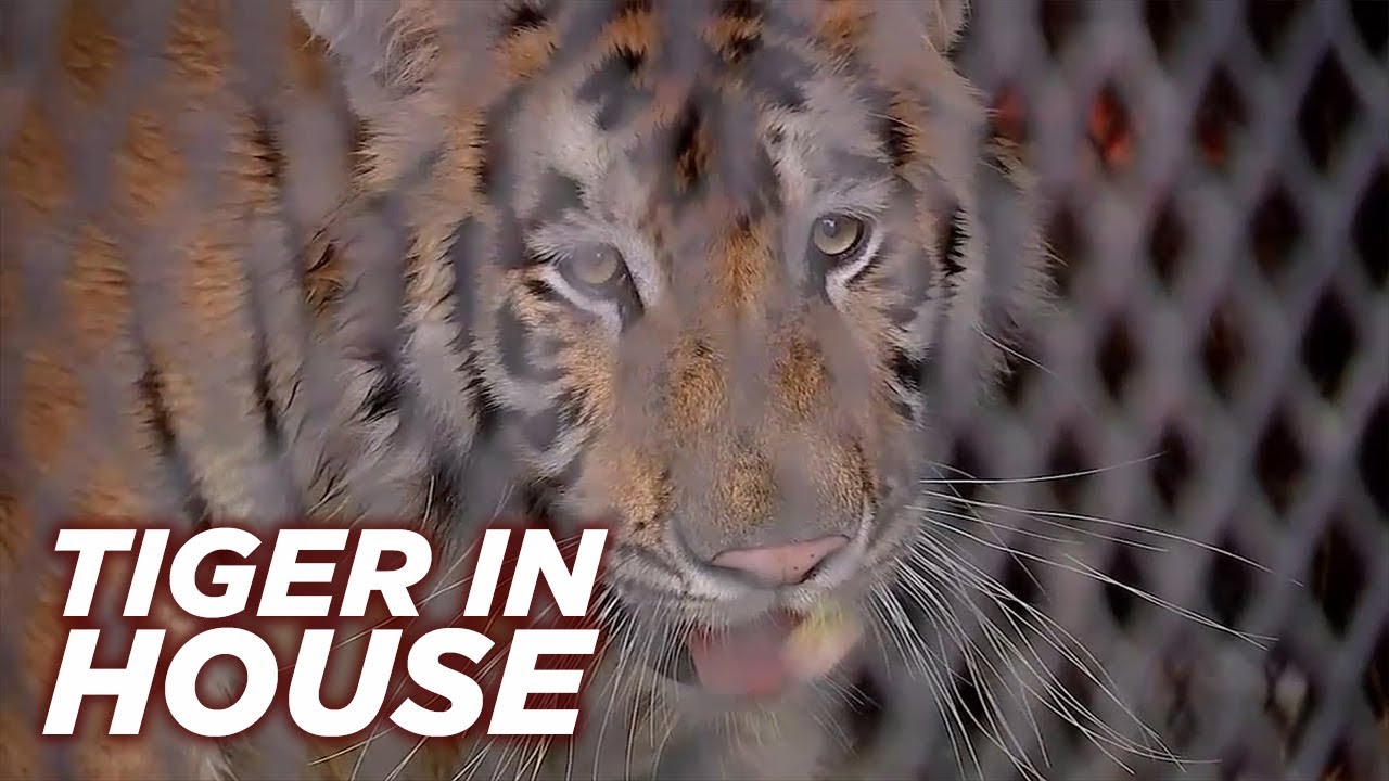 Tiger Found Abandoned in Vacant Houston Home
