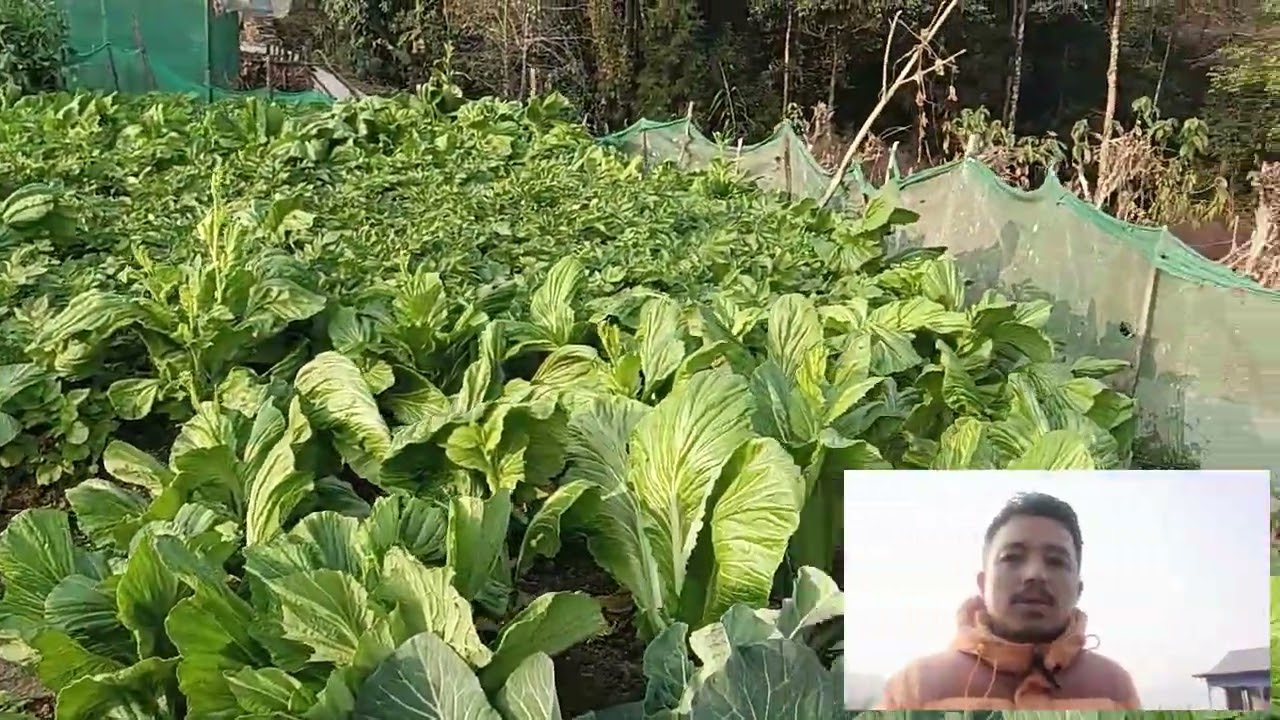 #lifeathimalyas#organicfarming#momsloves