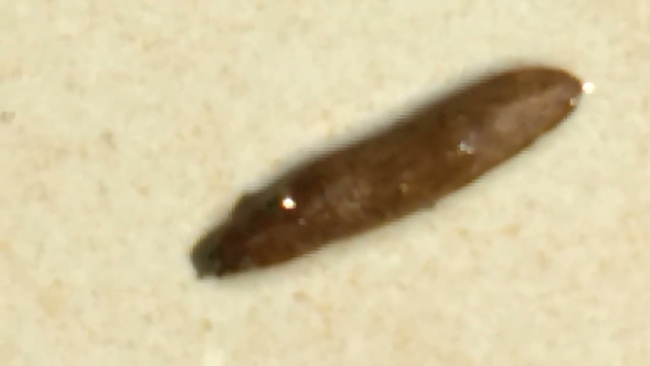 Amazing Leech Walking Like a treen #asmr #short #youtubeshort #viral #trending