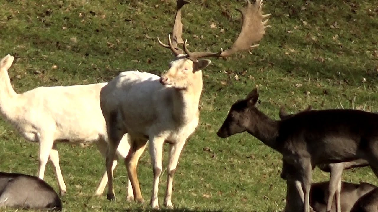 Gregor Daniel - Gräflicher Park von Bad Driburg - Weißer Hirsch (Musikvideo)