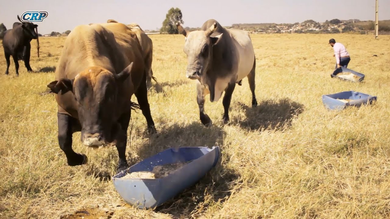 O que os TOUROS COMEM quando estão SEM PASTO???