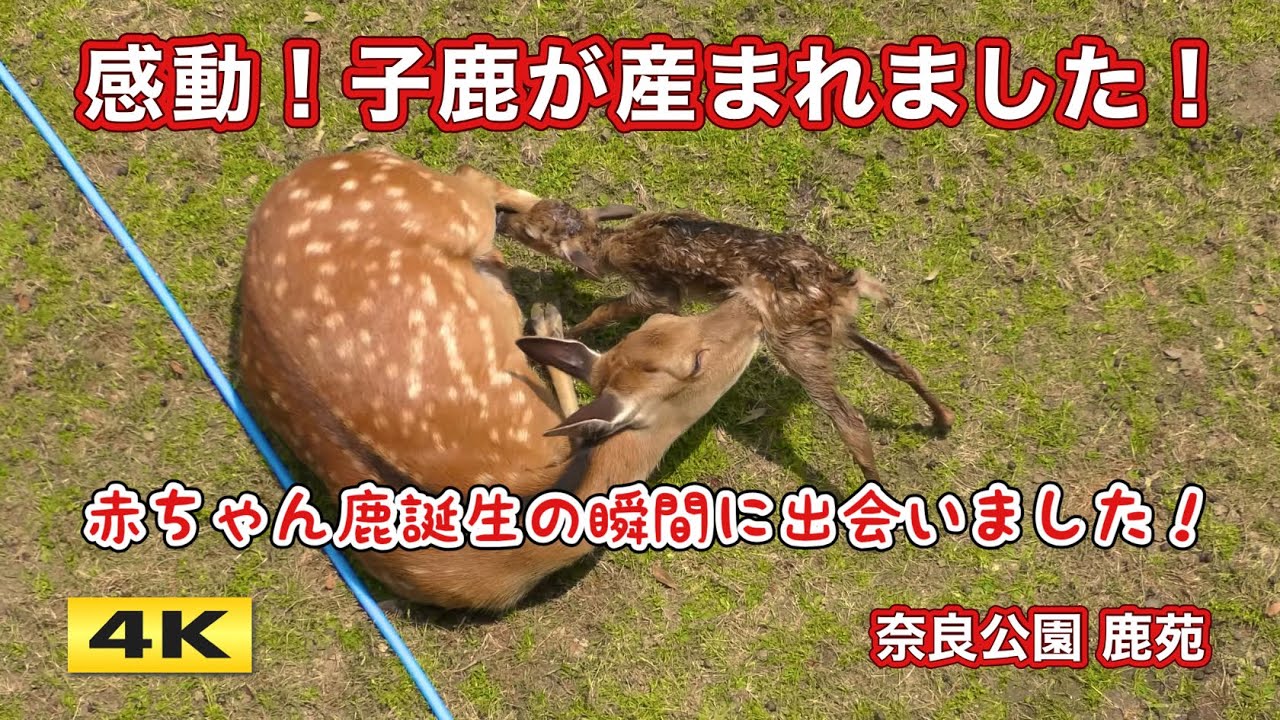 感動！子鹿誕生の瞬間に立ち会いました 子鹿公開 赤ちゃん鹿大集合！奈良公園【4K】