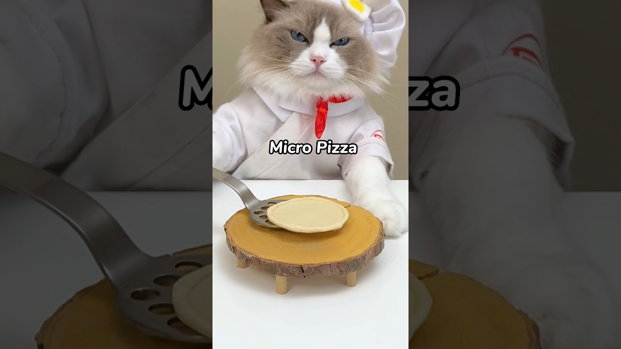 Puff wants to know, yes or no to pineapples on pizza? #thatlittlepuff #cooking #pizza #pineapple