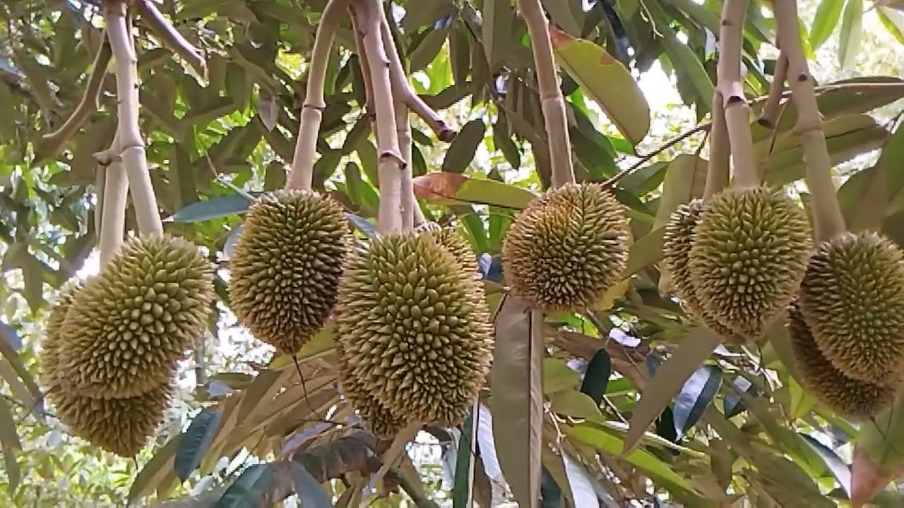 Nay Hùng quay video cho các bạn xem, những cây sầu riêng thái ra bông ít mà đậu trái cũng được !