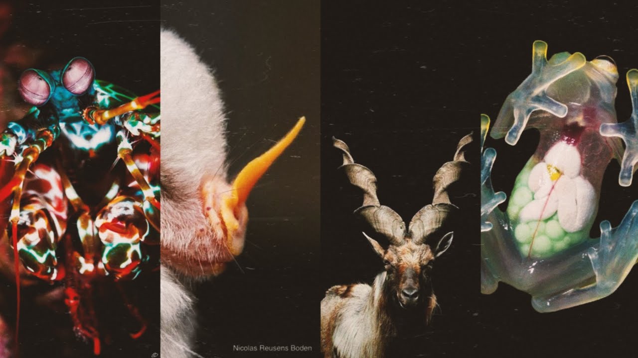 LOS ANIMALES MAS RAROS // ANIMALES CON DINO 