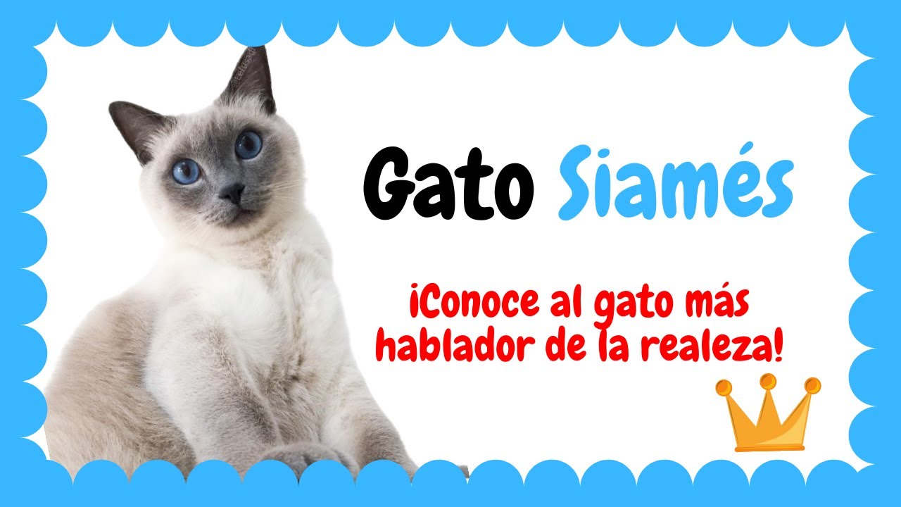 Gato siamés