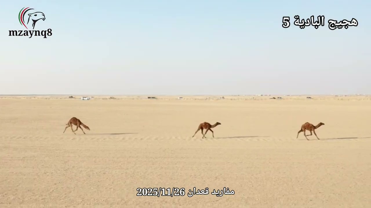 هجيج البادية الخامس سباق مفاريد القعدان ٢٦ نوفمبر ٢٠٢٥ تصوير وإخراج حسين الحميدي