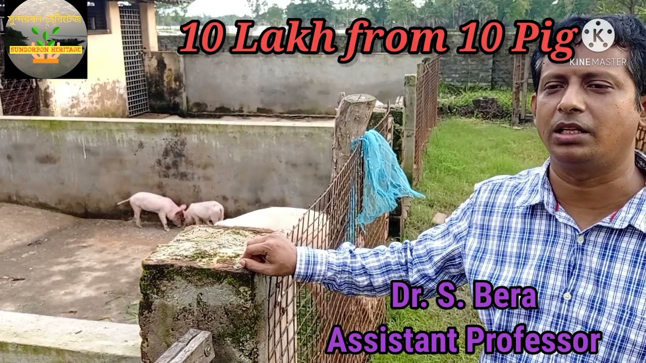 10 Lakh From 10 Pigs