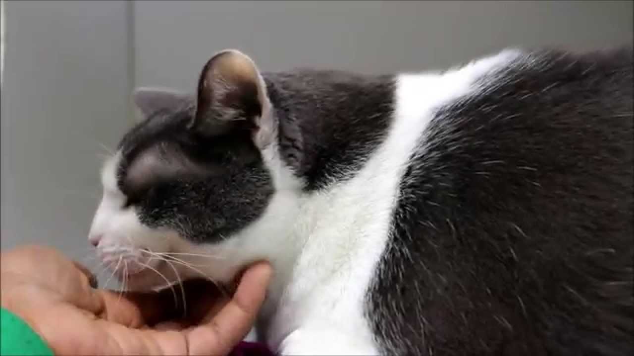 Sissy the Cat