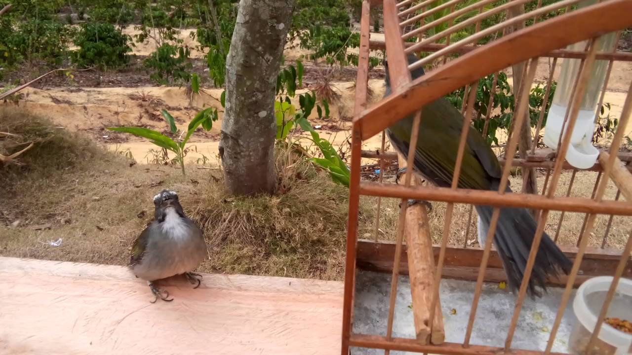 Trinca ferro novo soltando canto dobrado testando com maquina solto canta muito