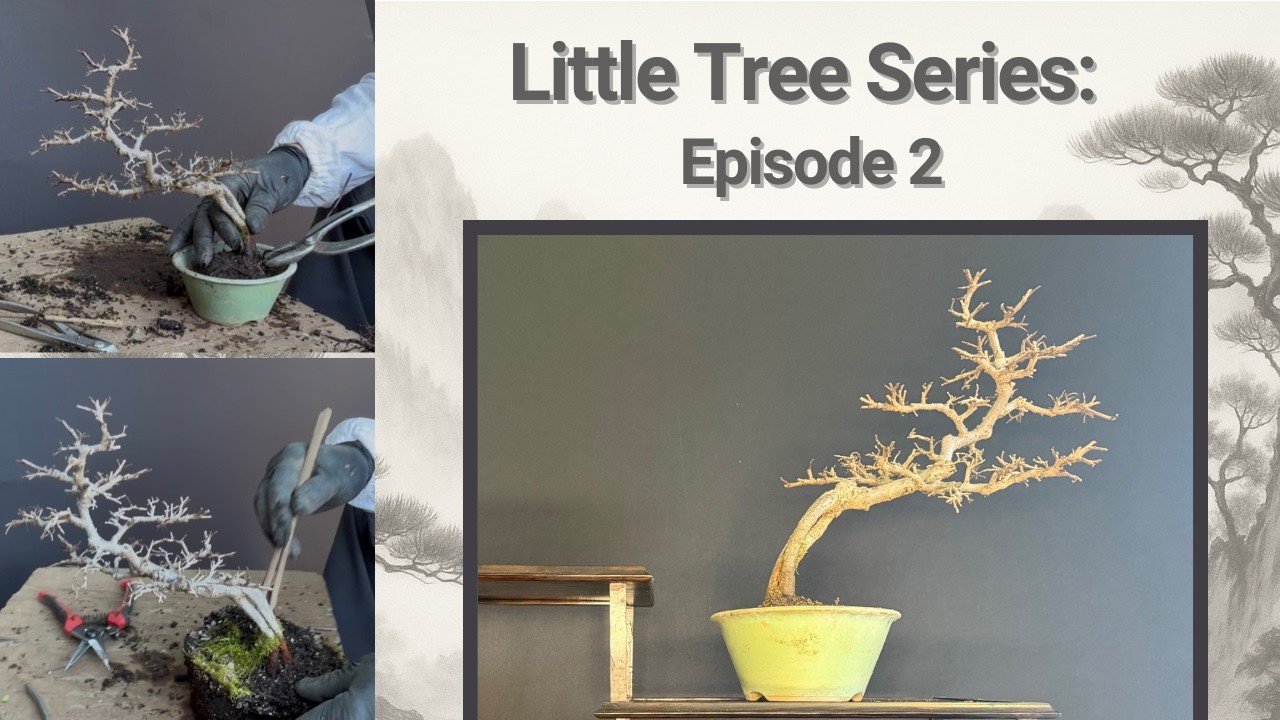 Little Tree Series - Episode 2