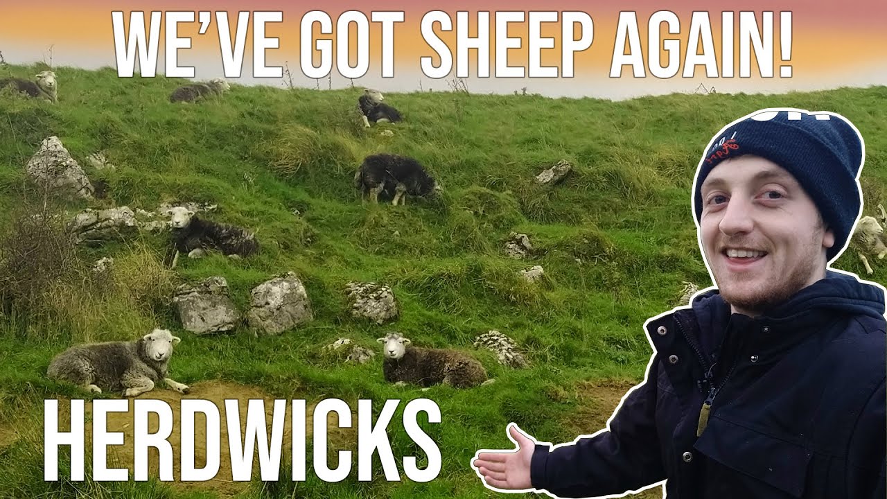 STARTING MY FLOCK OF PUREBRED HERDWICK SHEEP!!